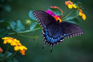 Раскраска красивая бабочка #8 #353831