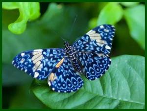 Раскраска красивая бабочка #9 #353832