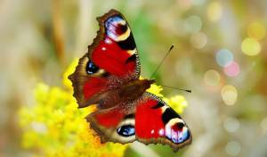 Раскраска красивая бабочка #10 #353833