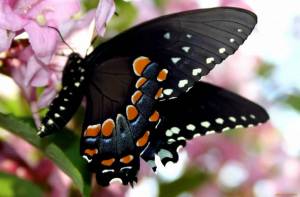 Раскраска красивая бабочка #11 #353834
