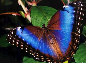 Раскраска красивая бабочка #16 #353839