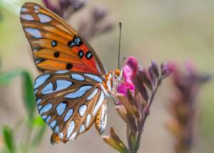 Раскраска красивая бабочка #17 #353840