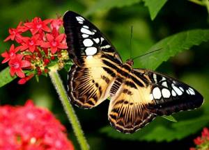 Раскраска красивая бабочка #18 #353841