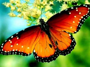 Раскраска красивая бабочка #24 #353847