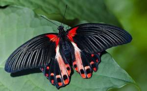 Раскраска красивая бабочка #30 #353853