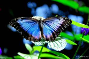 Раскраска красивая бабочка #32 #353855
