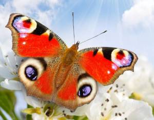 Раскраска красивая бабочка #36 #353859