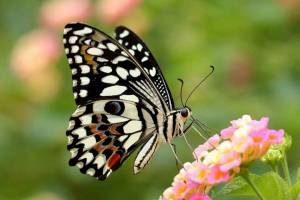 Раскраска красивая бабочка #37 #353860