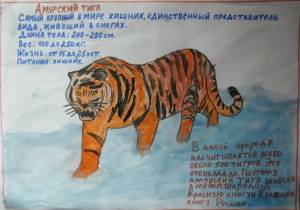 Раскраска красная книга амурский тигр #24 #354844