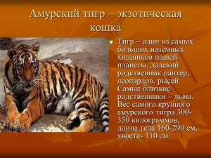 Раскраска красная книга амурский тигр #29 #354849