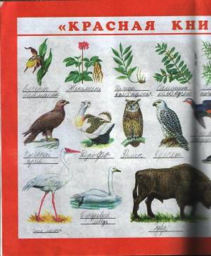 Раскраска красная книга россии животные и растения #3 #354940