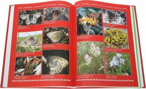 Раскраска красная книга россии животные и растения #7 #354944