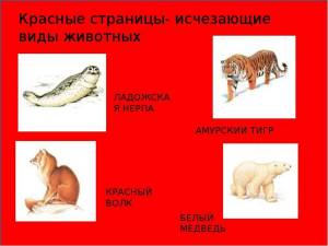 Раскраска красная книга россии животные и растения #10 #354947