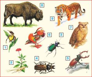 Раскраска красная книга россии животные и растения #13 #354950