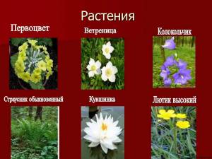 Раскраска красная книга россии животные и растения #14 #354951