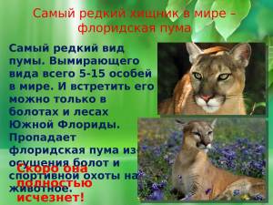Раскраска красная книга россии животные и растения #17 #354954