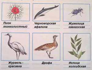 Раскраска красная книга россии животные и растения #20 #354957