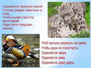 Раскраска красная книга россии животные и растения #22 #354959