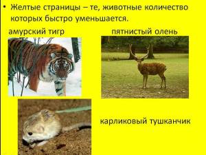 Раскраска красная книга россии животные и растения #28 #354965