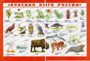 Раскраска красная книга россии животные и растения #30 #354967