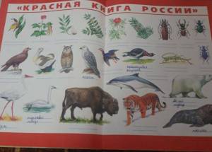 Раскраска красная книга россии животные и растения #33 #354970