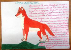 Раскраска красный волк из красной книги #29 #355152