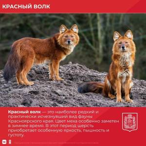 Раскраска красный волк из красной книги россии #17 #355178