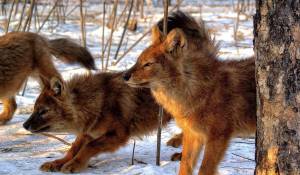 Раскраска красный волк из красной книги россии #18 #355179