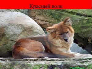 Раскраска красный волк из красной книги россии #19 #355180