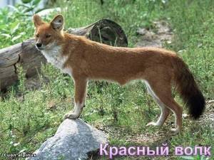 Раскраска красный волк из красной книги россии #33 #355194