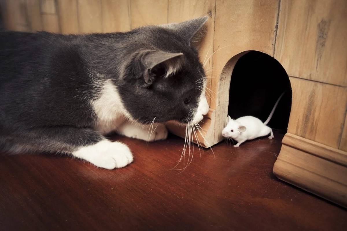Кошка и мышка #3