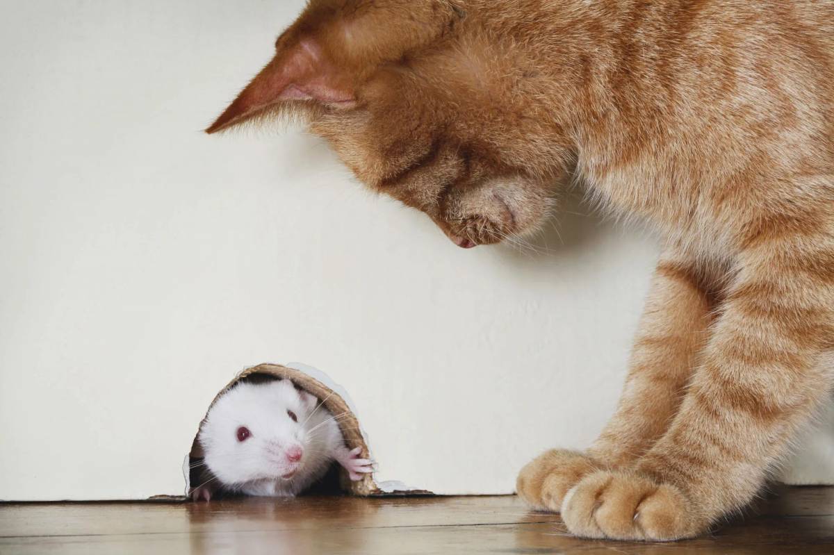 Кошка и мышка #8