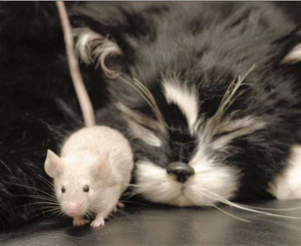 Кошка и мышка #9
