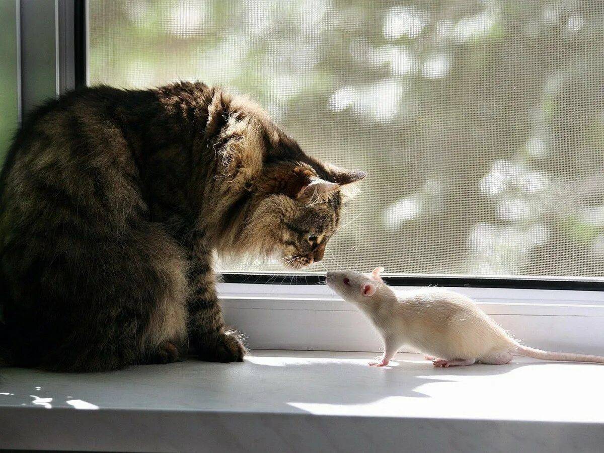 Кошка и мышка #21