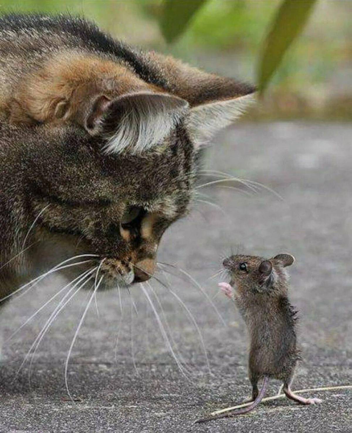 Кошка и мышка #23