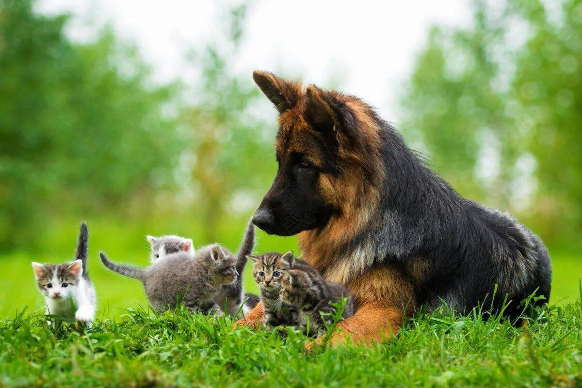 Кошки и собаки. Овчарка на природе. Немецкая овчарка. Животные вместе. Собака и кошка весят