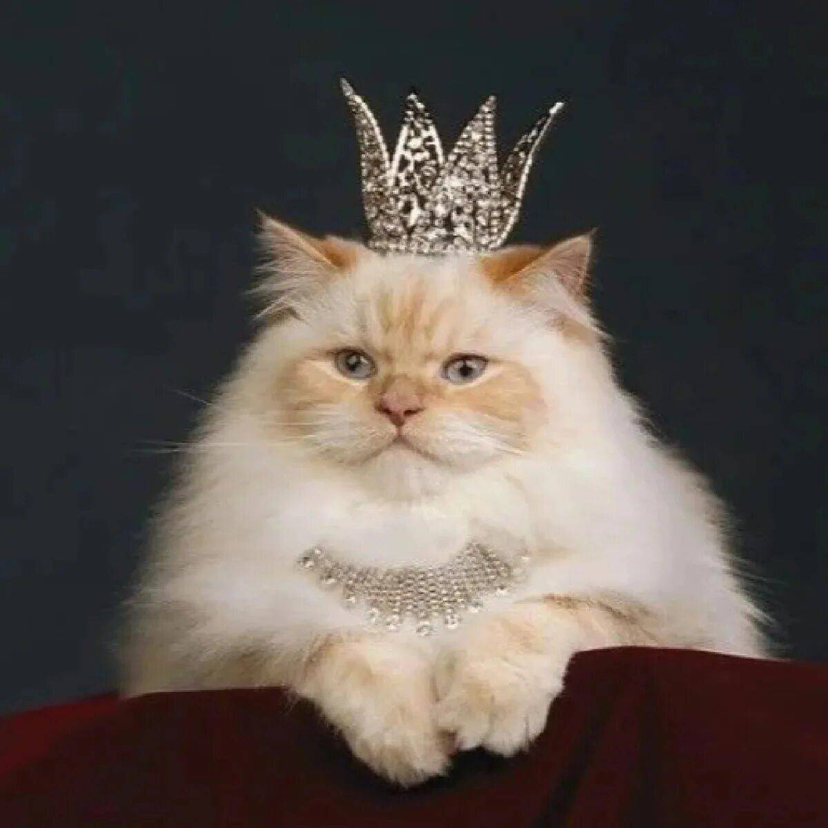 Кошка королева #4