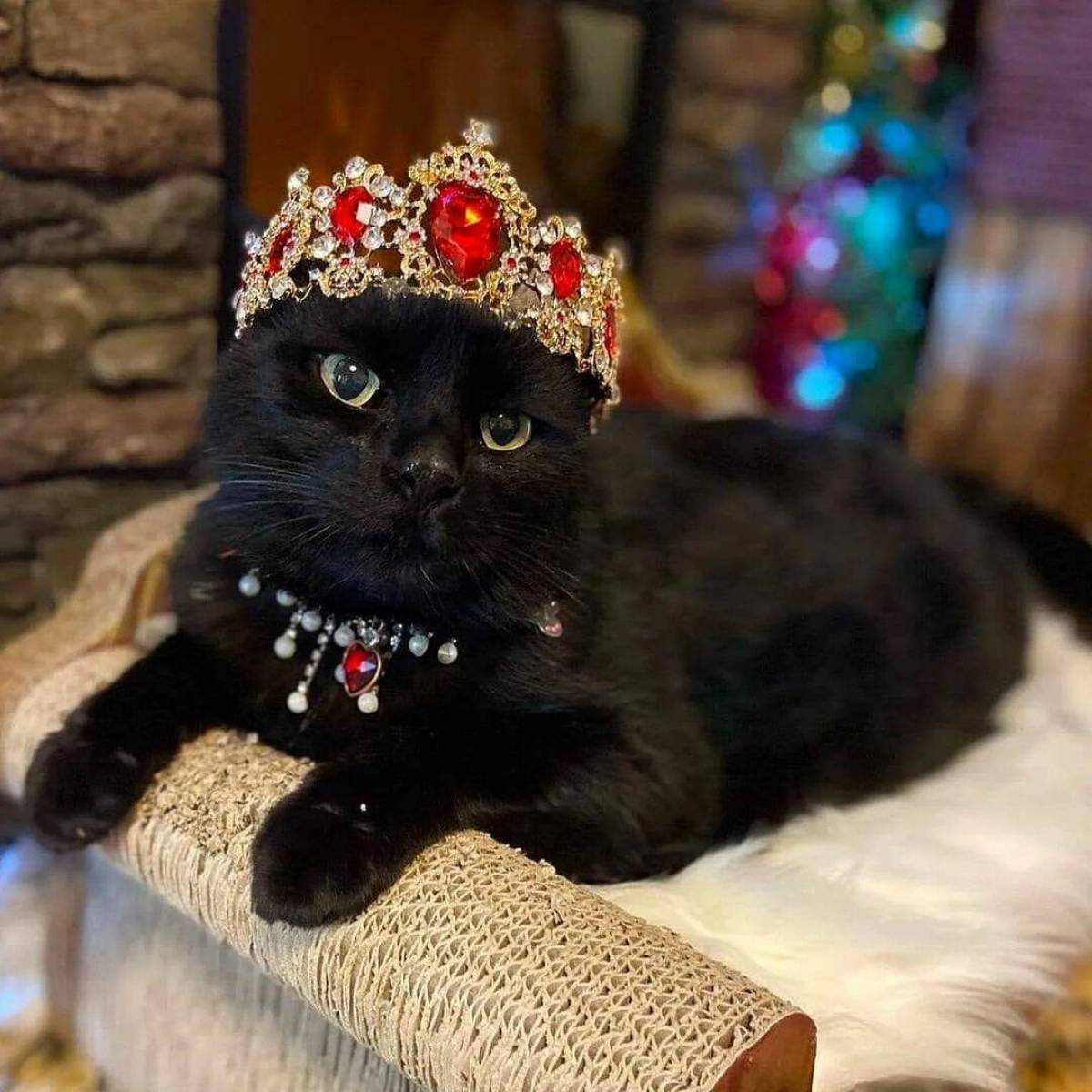 Кошка королева #9
