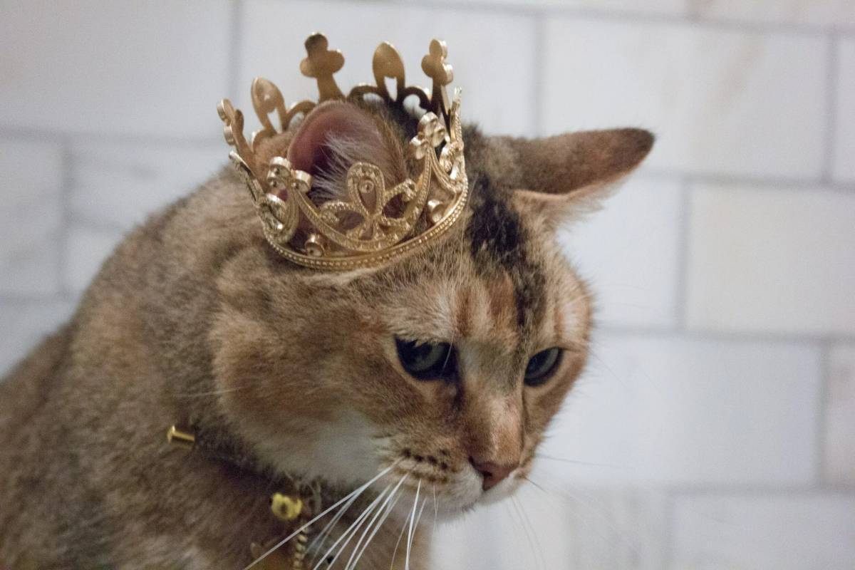 Кошка королева #22