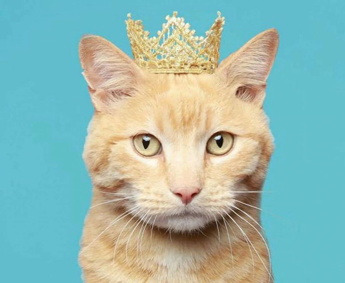 Кошка королева #32