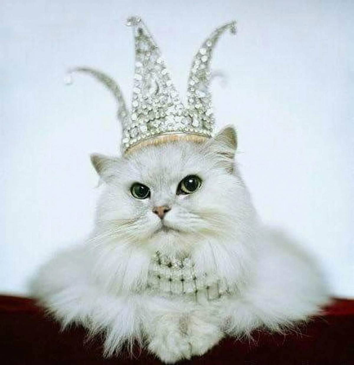 Кошка королева #35
