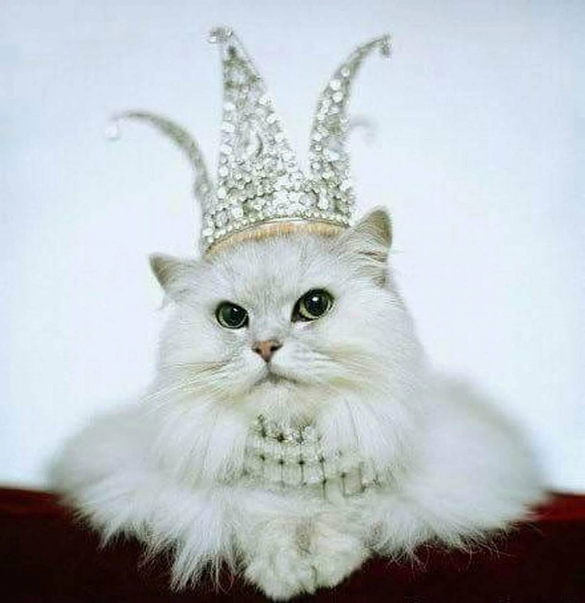 Кошка принцесса #9