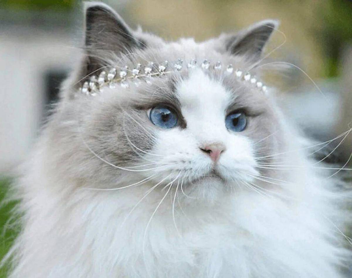 Кошка принцесса #27