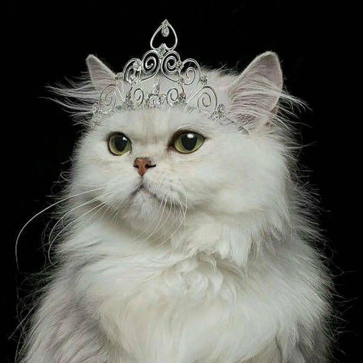 Кошка принцесса #38