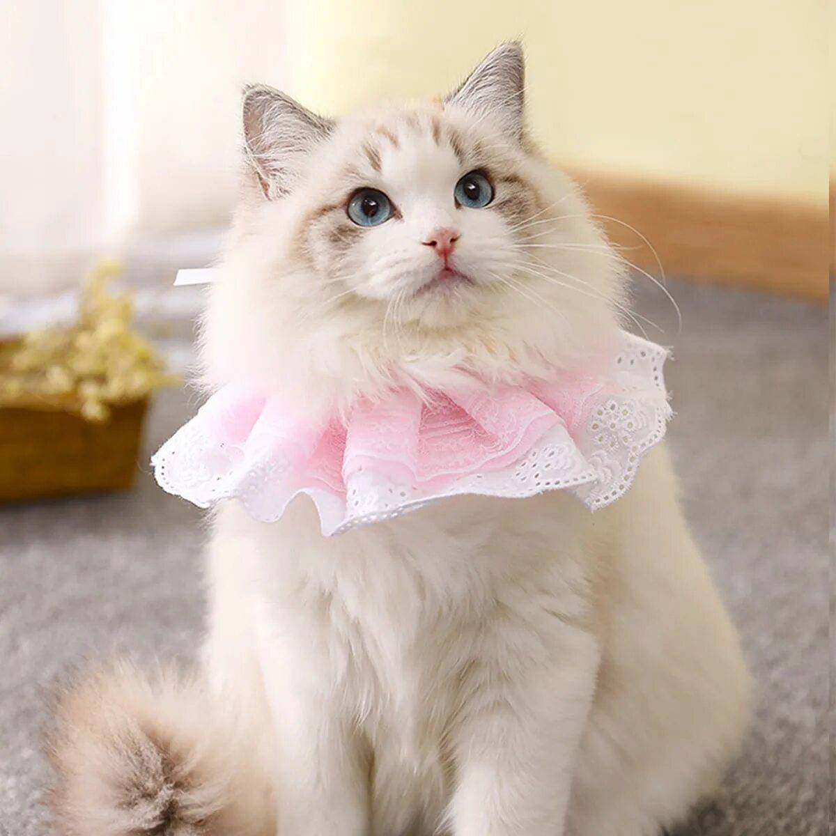 Кошка принцесса #39
