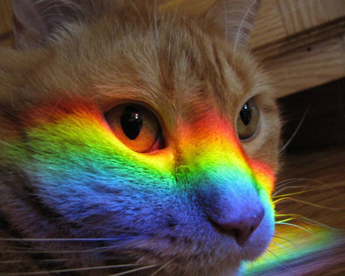 Радужка кошки. Радужный кот. Разноцветная кошка. Радужные котята. Кот с радугой.