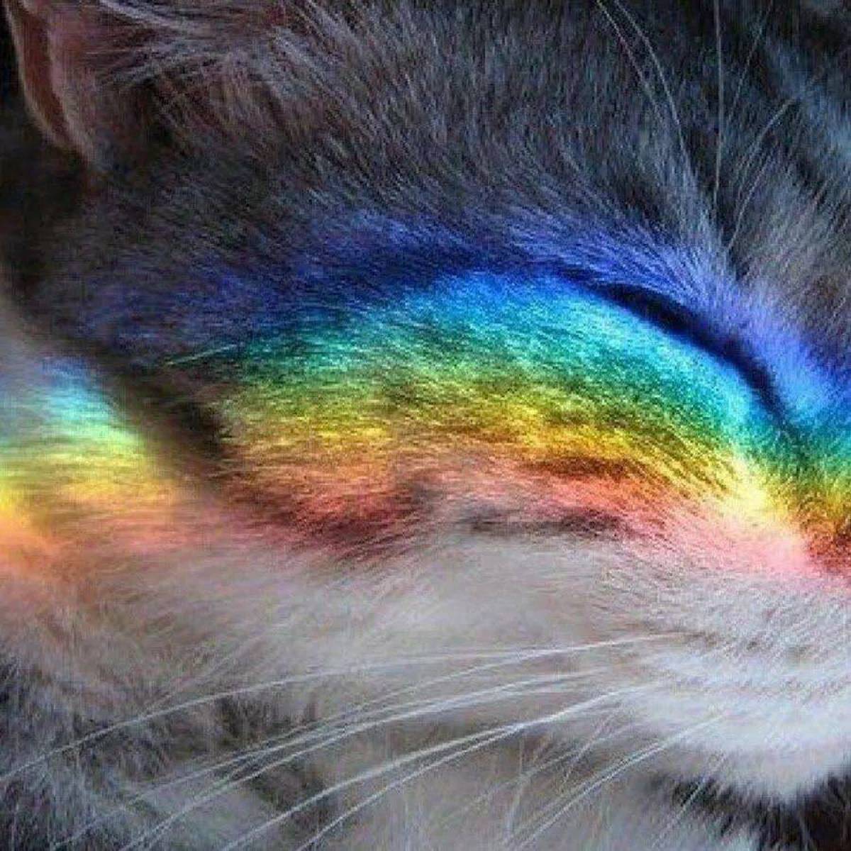 Радужка кошки. Радужный кот. Радужные котята. Кошка на радуге. Кот с радугой.