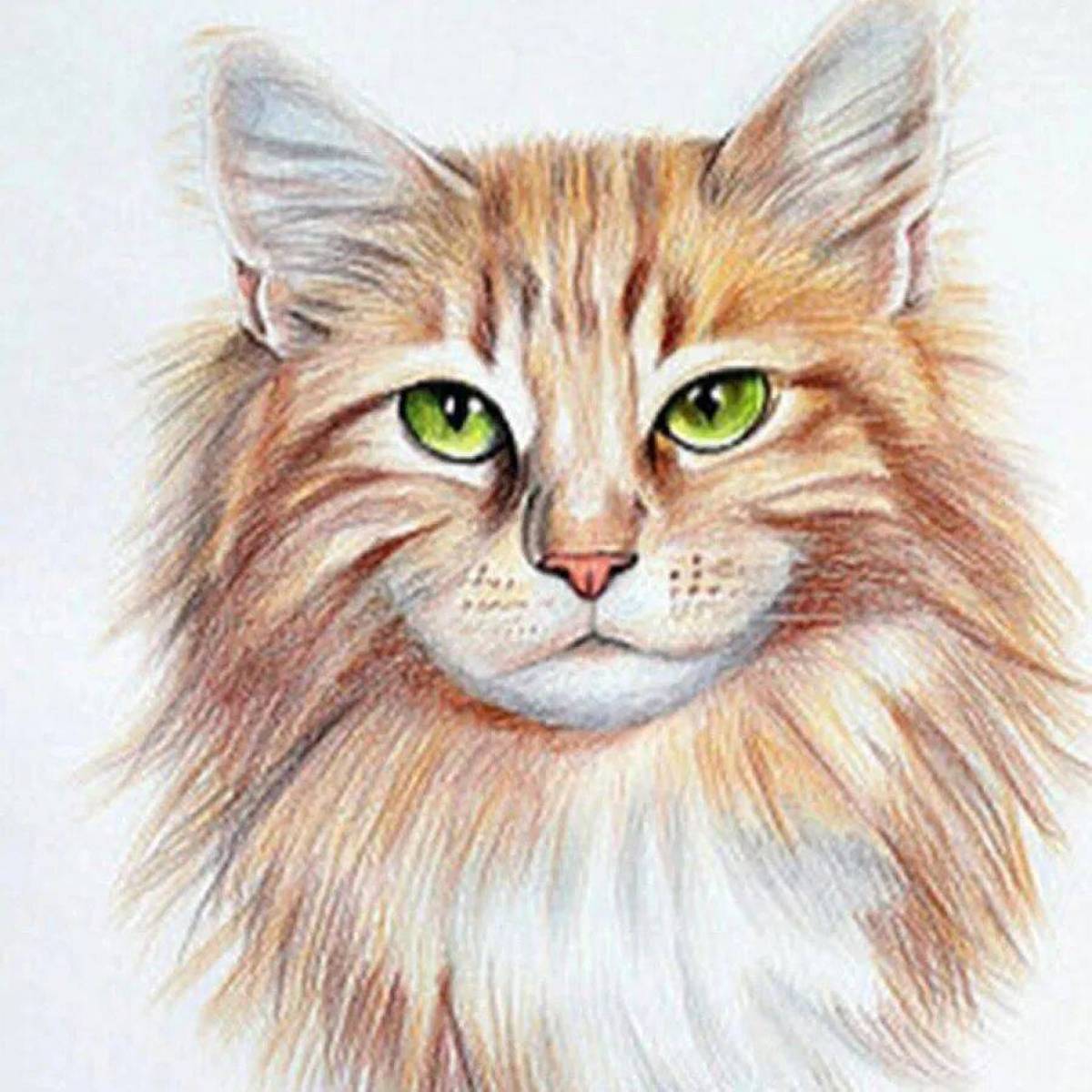 Кот рисунок цветной. Кошка цветными карандашами. Карандаши цветные "животные". Рисунки котов. Котенок цветными карандашами.