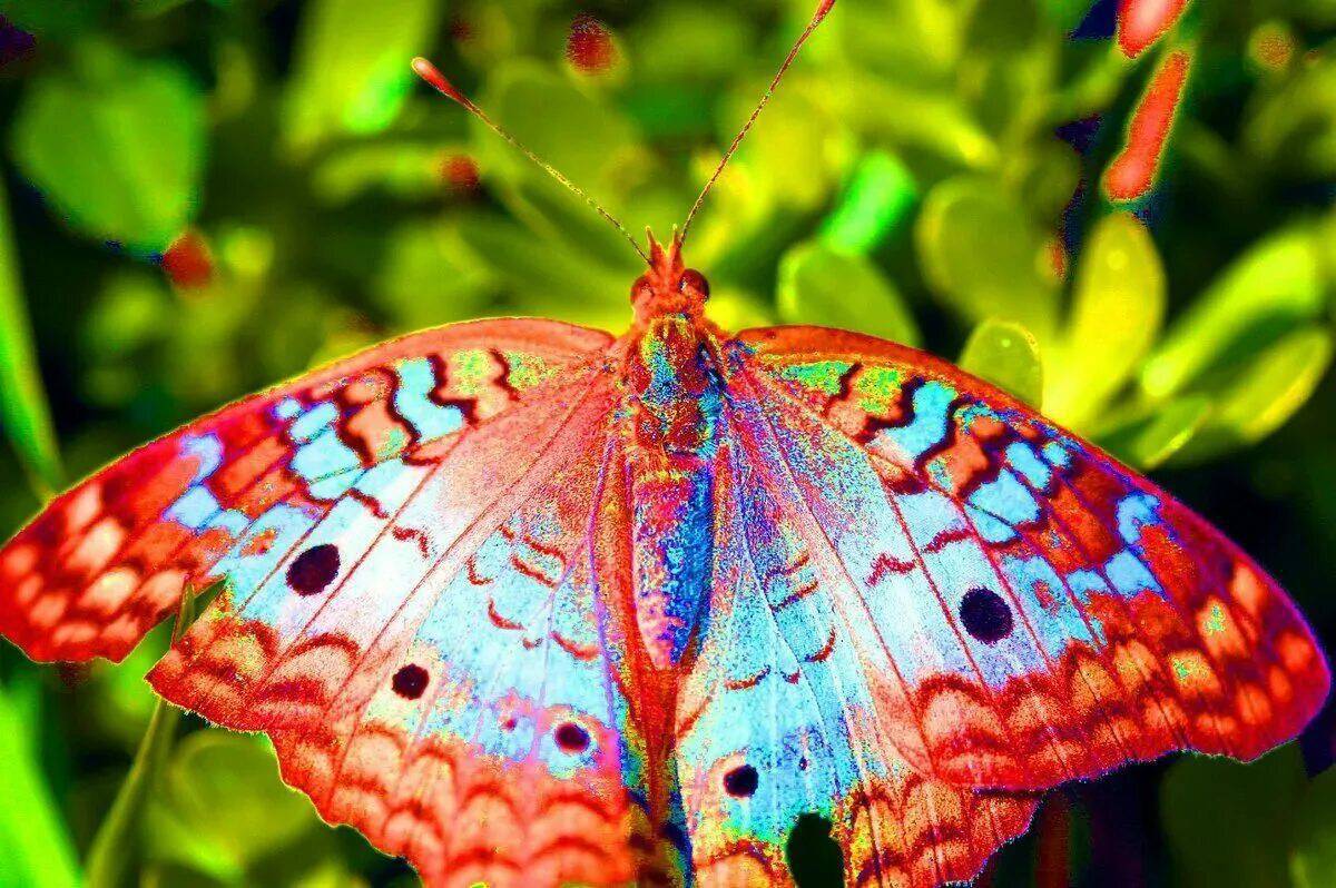 Красивая бабочка #1