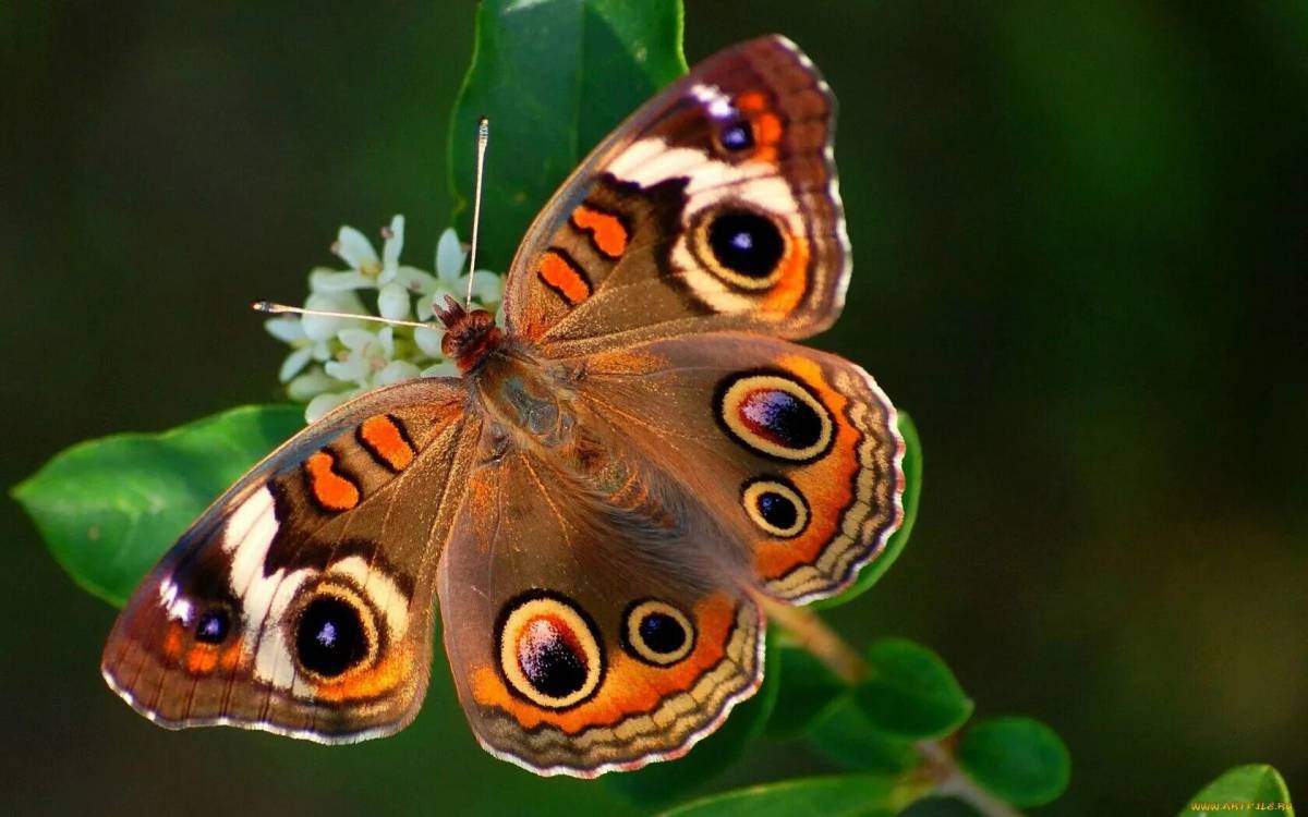 Красивая бабочка #4
